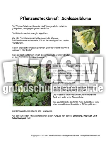 Pflanzensteckbrief-Schlüsselblume.pdf